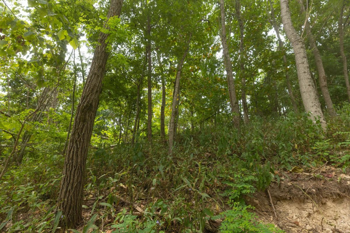 Decorative background for Big White Oak Tract 130 image 6