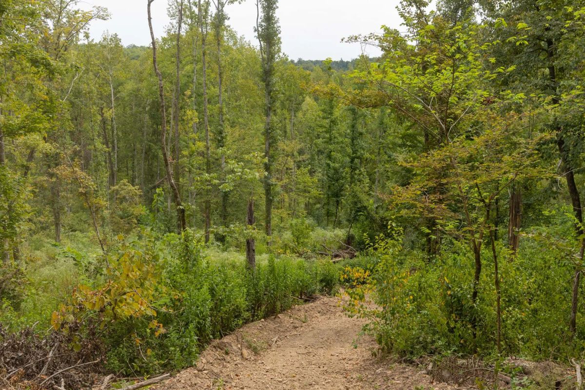Decorative background for Big White Oak Tract 130 image 7