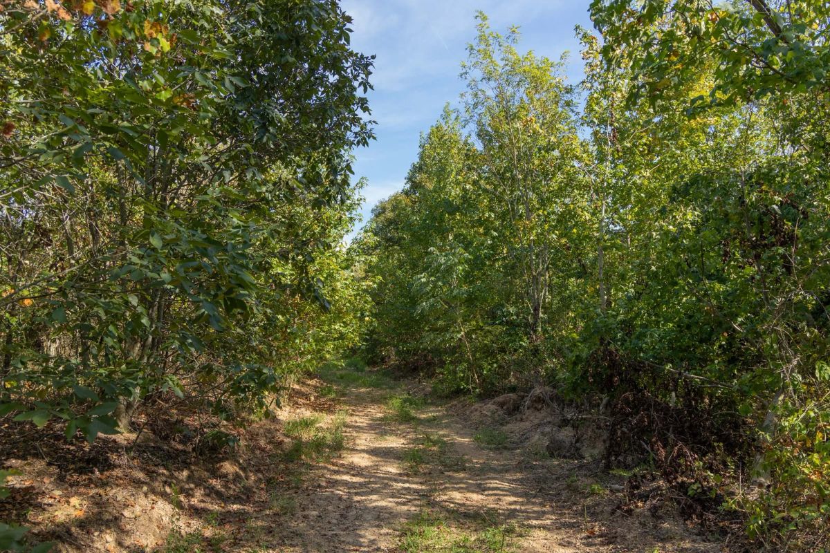 Decorative background for Big White Oak Tract 130 image 8