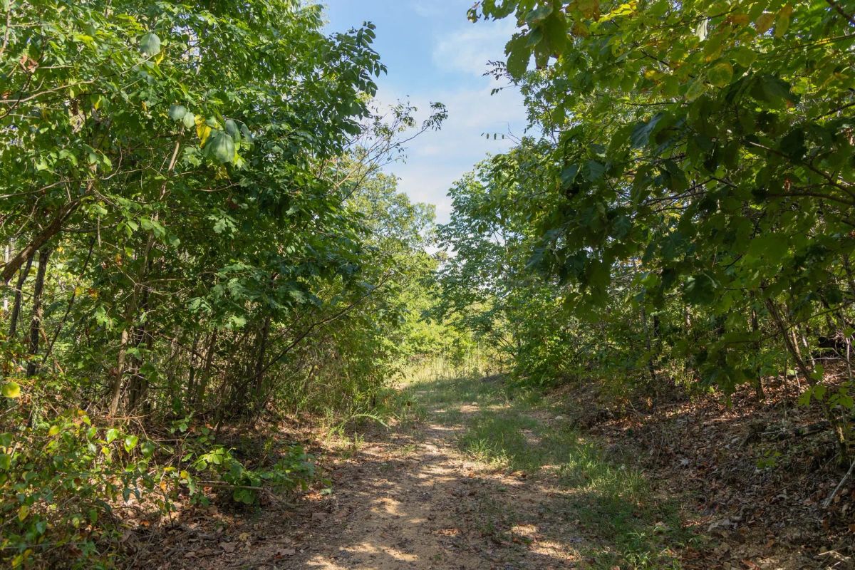 Decorative background for Big White Oak Tract 130 image 9