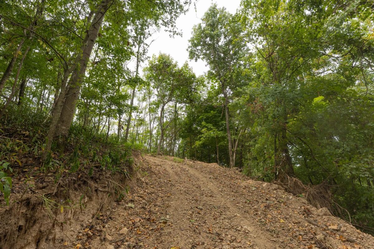 Decorative background for Big White Oak Tract 130 image 10