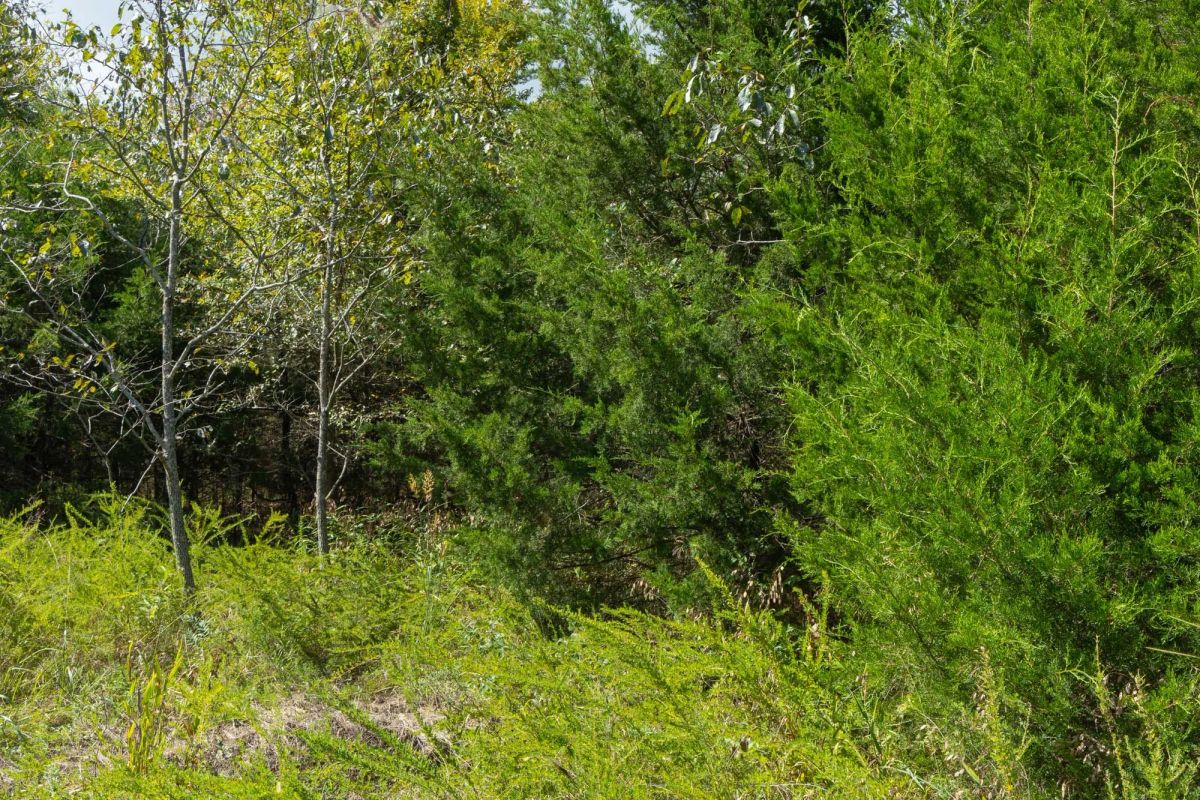 Reserves At Cattail Cove Phase II Tract 62 - Image 4