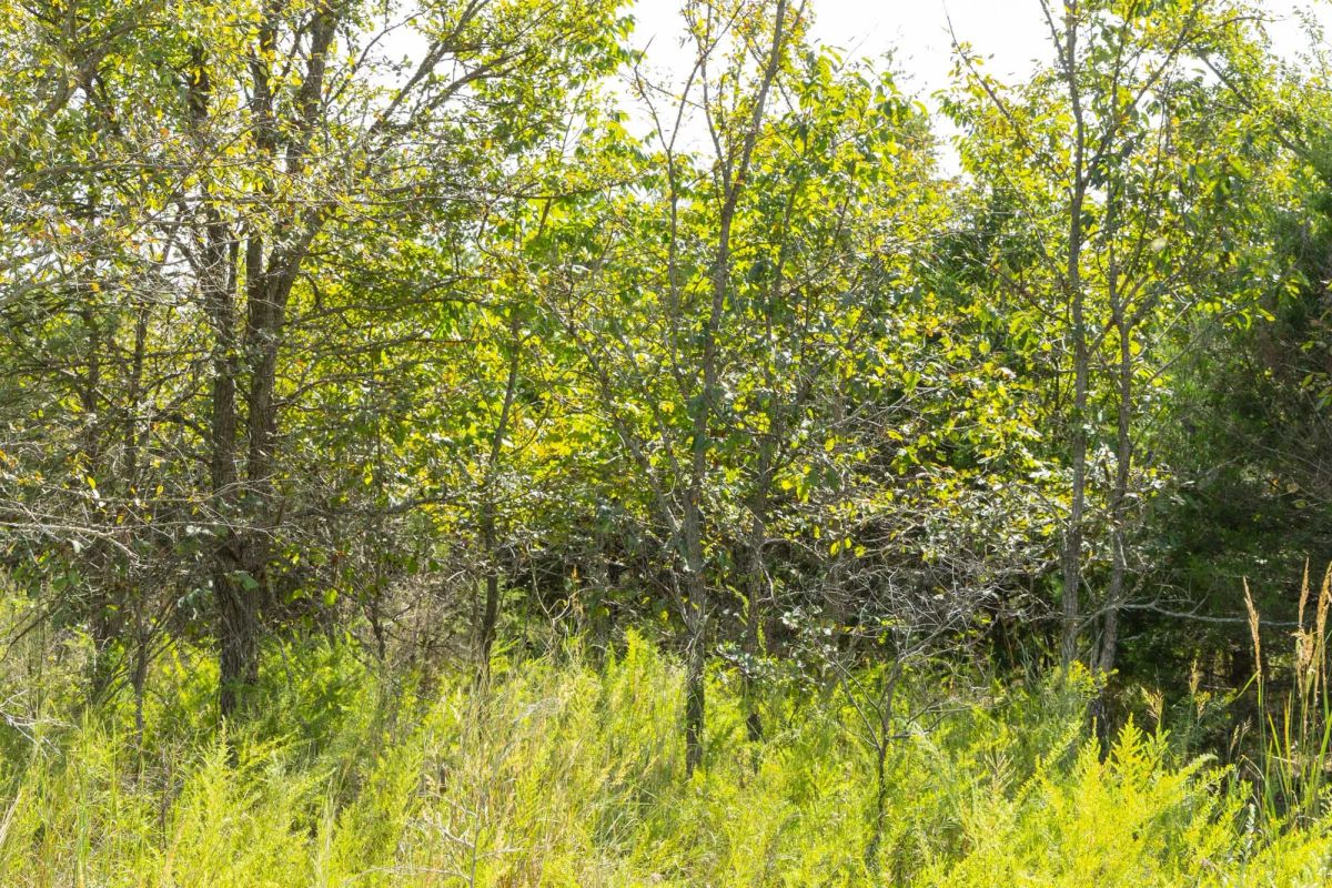 Decorative background for Reserves At Cattail Cove Phase II Tract 62 image 5