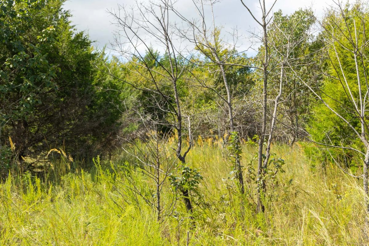 Decorative background for Reserves At Cattail Cove Phase II Tract 62 image 6