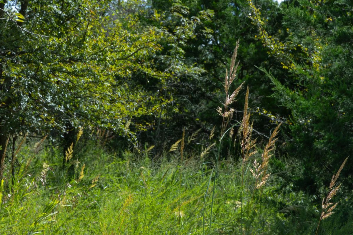 Decorative background for Reserves At Cattail Cove Phase II Tract 62 image 7