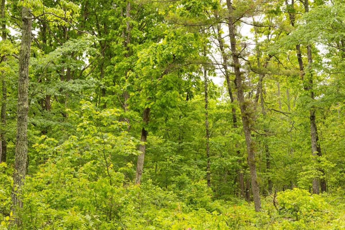 Stardust Estates Tract 15 - Image 3
