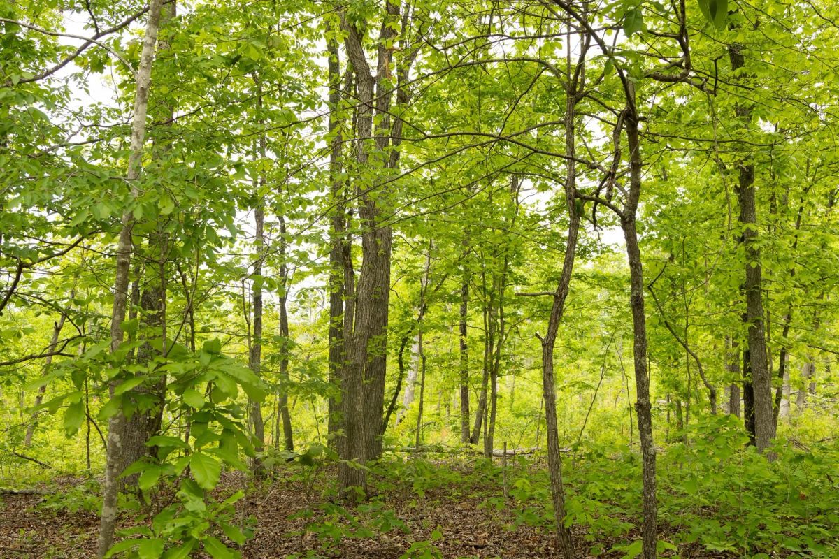 Decorative background for Stardust Estates Tract 15 image 7