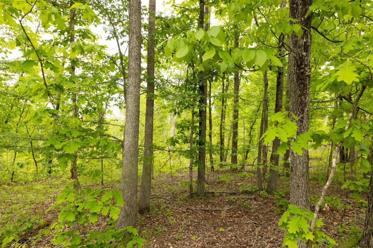Decorative background for Stardust Estates Tract 15 image 8