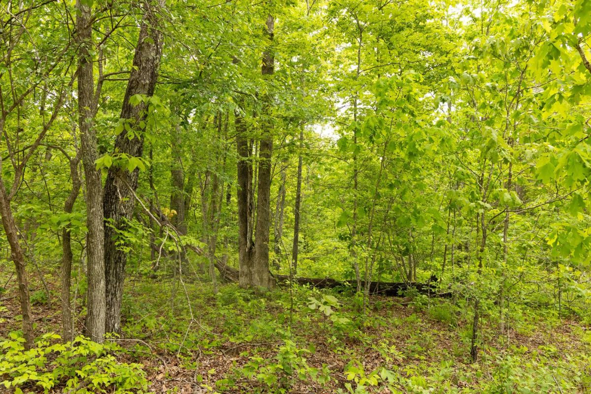 Decorative background for Stardust Estates Tract 15 image 11