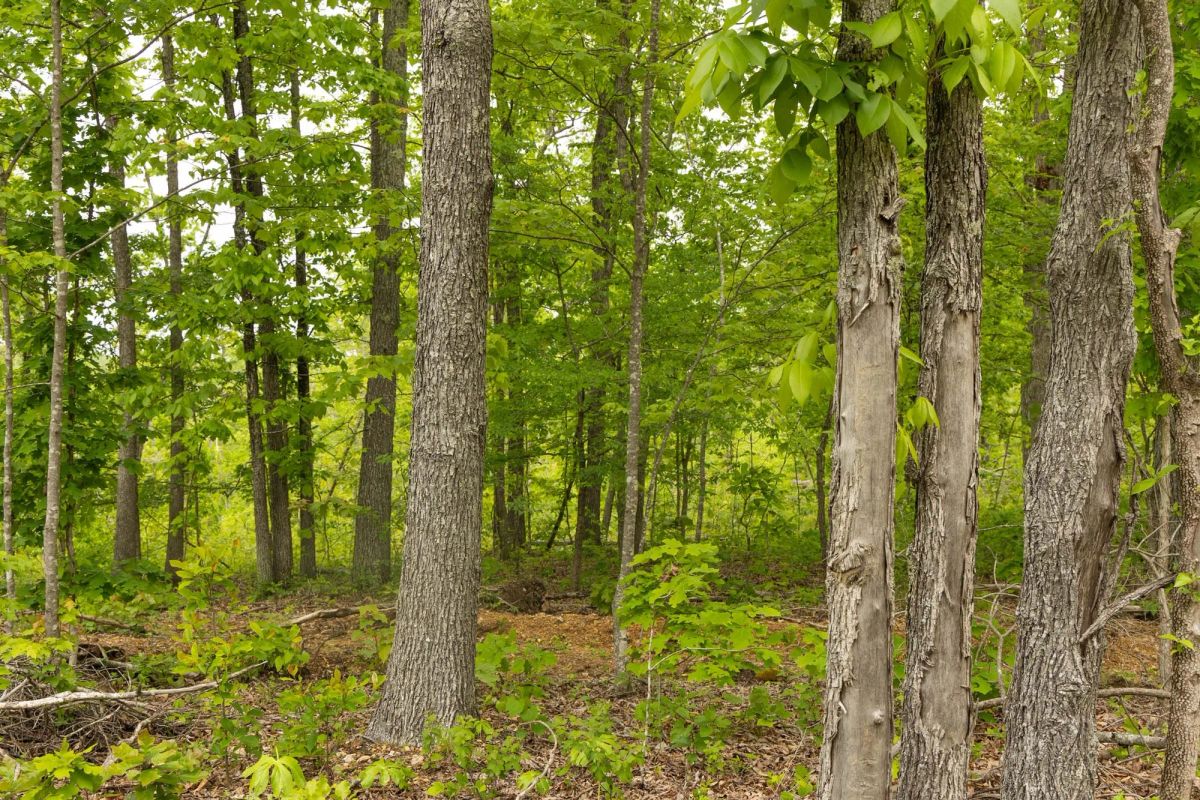 Decorative background for Stardust Estates Tract 15 image 12