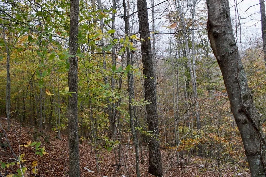 Autumn Ridge Tract 20 in Leslie County, KY