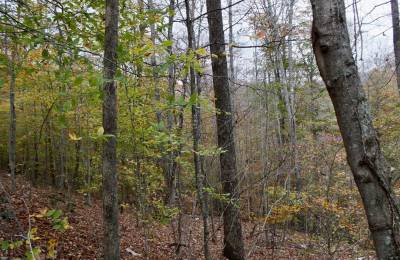 Autumn Ridge Tract 20