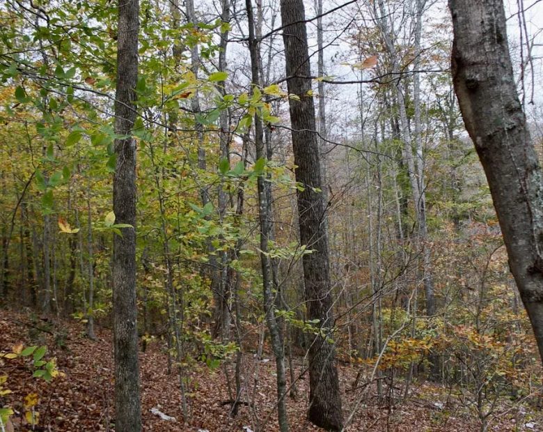 Autumn Ridge Tract 20 in Leslie County, KY
