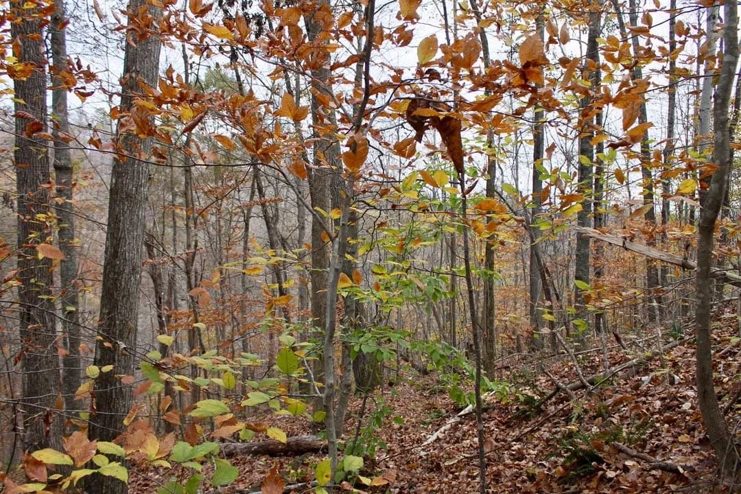 Decorative background for Autumn Ridge Tract 20 image 5