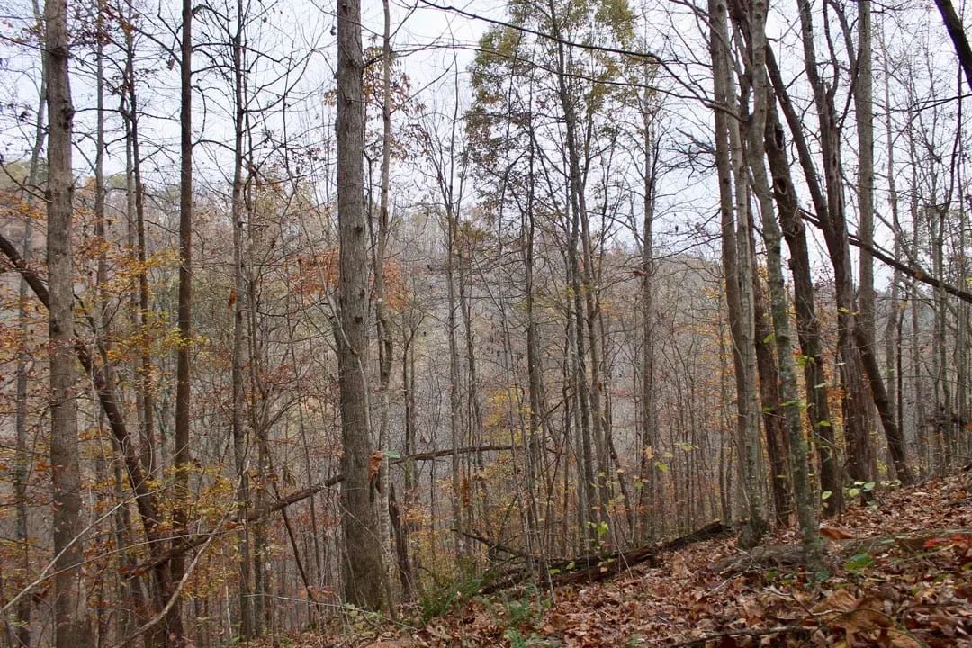 Decorative background for Autumn Ridge Tract 20 image 6