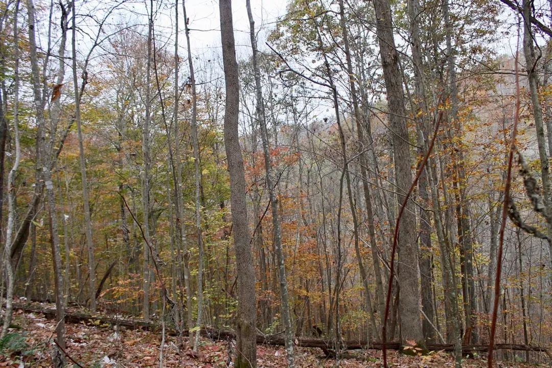 Decorative background for Autumn Ridge Tract 20 image 7