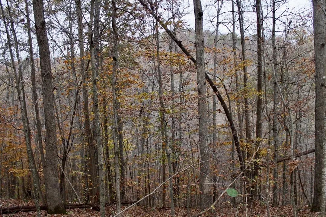 Decorative background for Autumn Ridge Tract 20 image 8