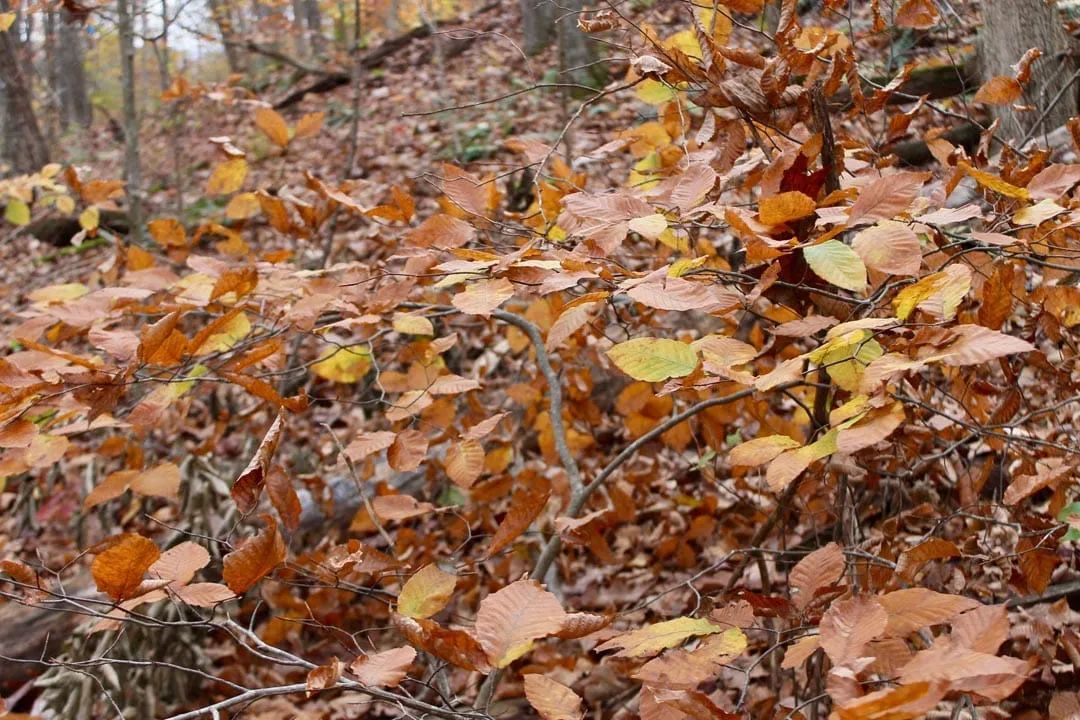 Decorative background for Autumn Ridge Tract 20 image 9