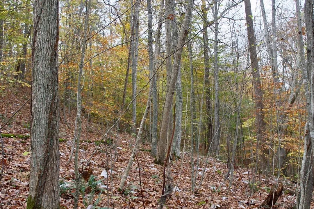 Decorative background for Autumn Ridge Tract 20 image 10