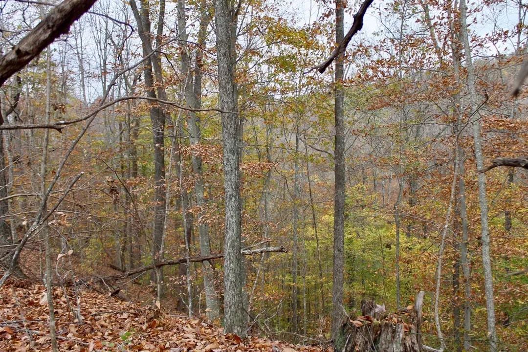 Decorative background for Autumn Ridge Tract 20 image 11