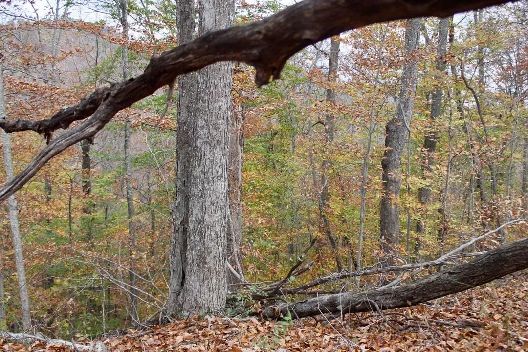 Decorative background for Autumn Ridge Tract 20 image 12