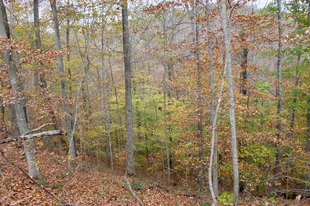 Decorative background for Autumn Ridge Tract 20 image 13