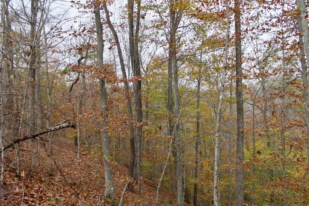 Decorative background for Autumn Ridge Tract 20 image 14