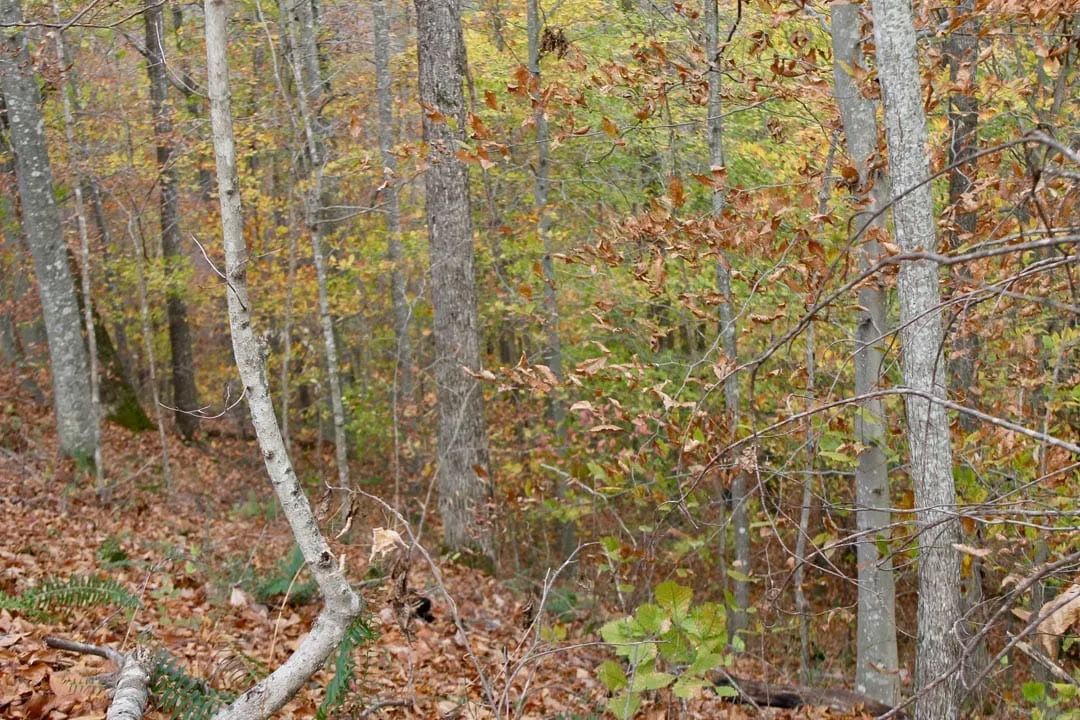 Decorative background for Autumn Ridge Tract 20 image 15