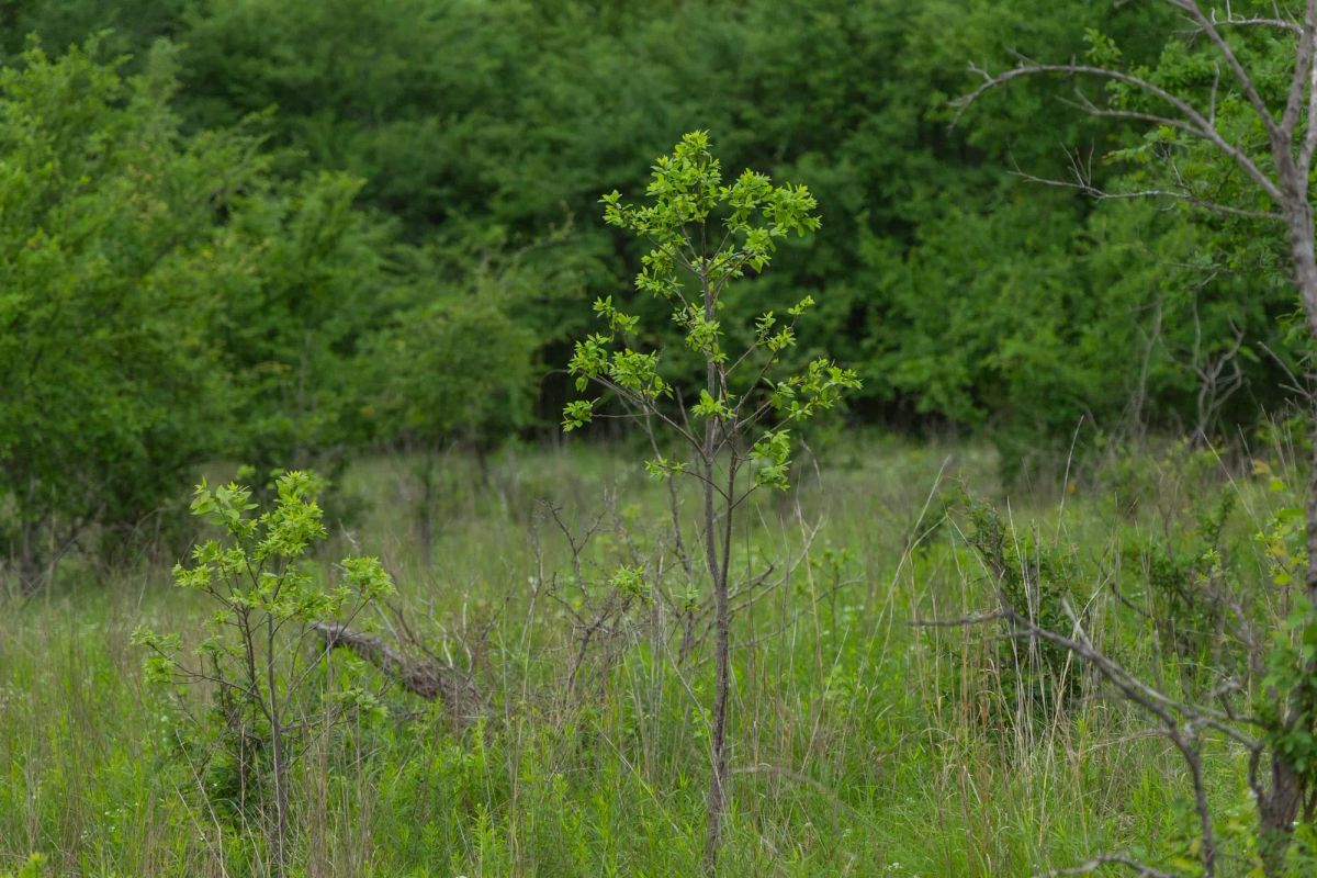 Harmony Hills Tract 2 - Image 3