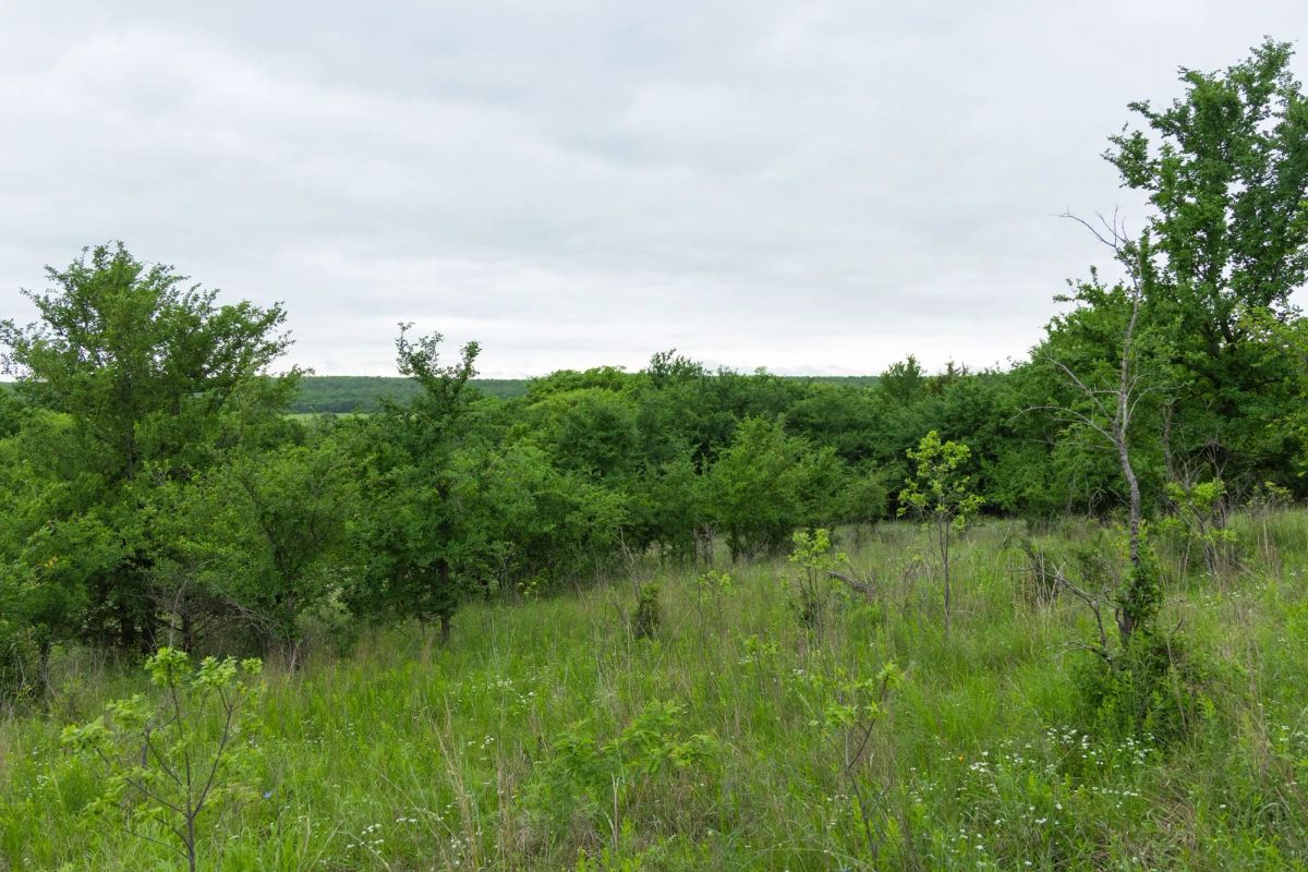 Decorative background for Harmony Hills Tract 2 image 5