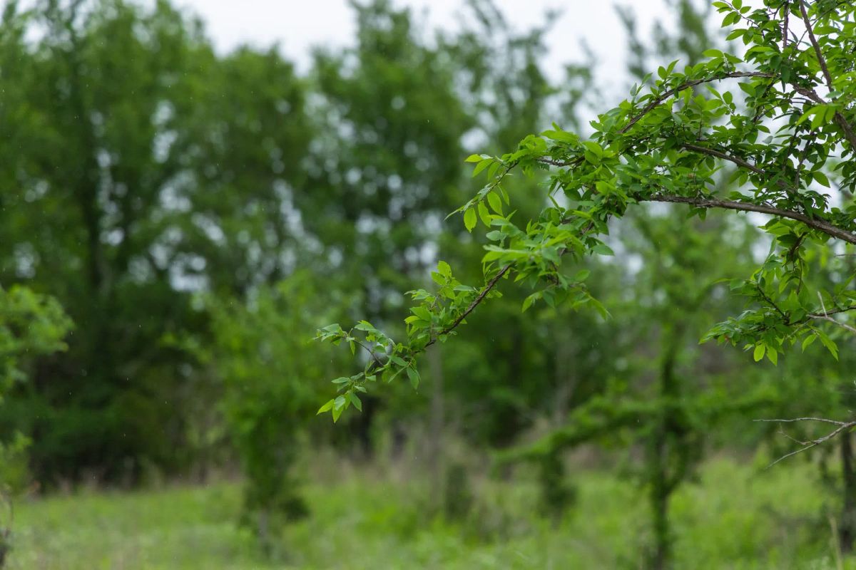Decorative background for Harmony Hills Tract 2 image 9