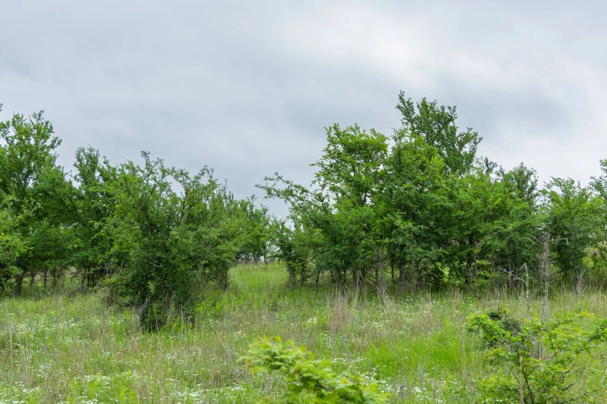 Decorative background for Harmony Hills Tract 2 image 12