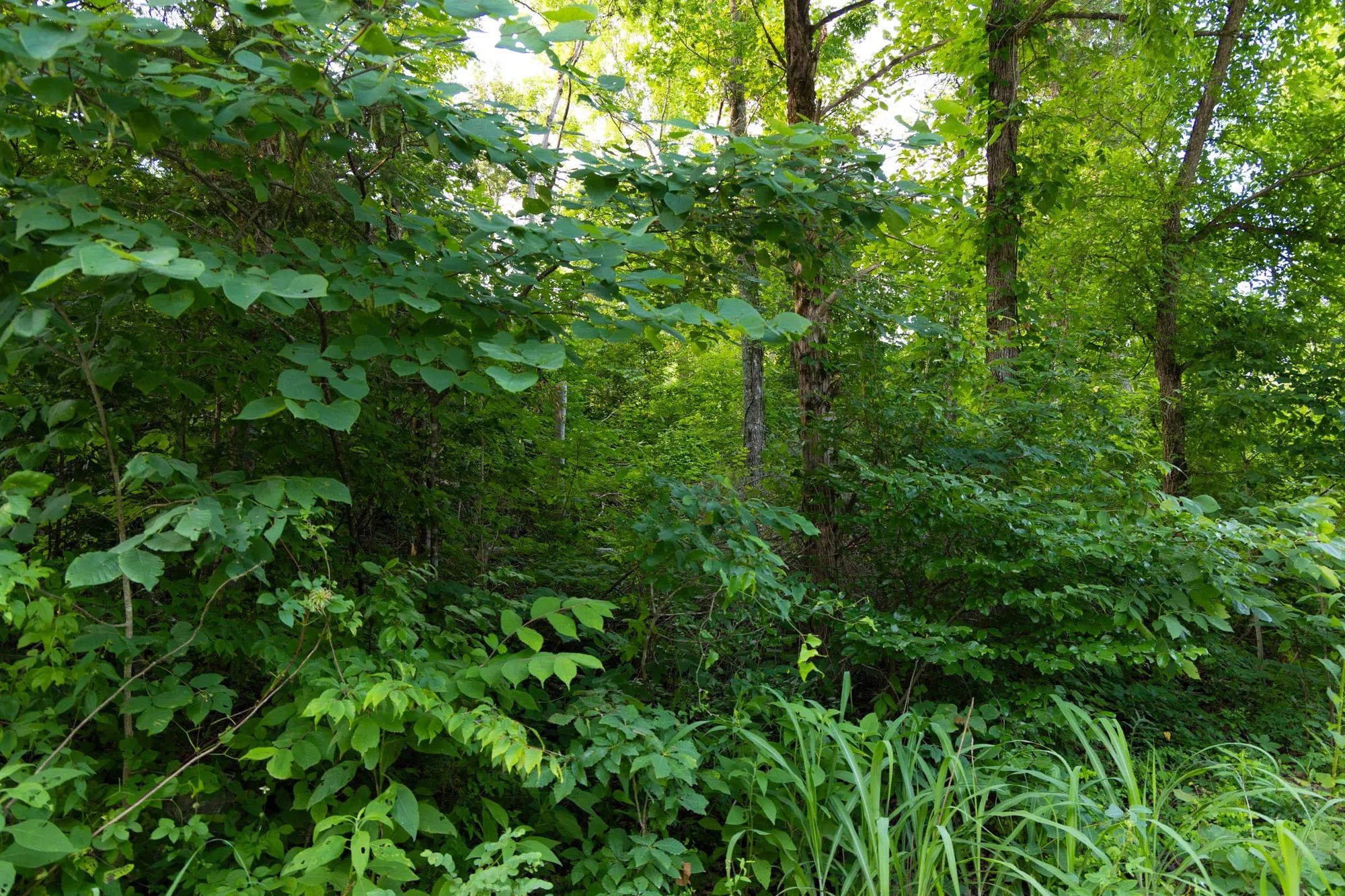 Poppy’s Point Tract 6 in Wayne County, KY