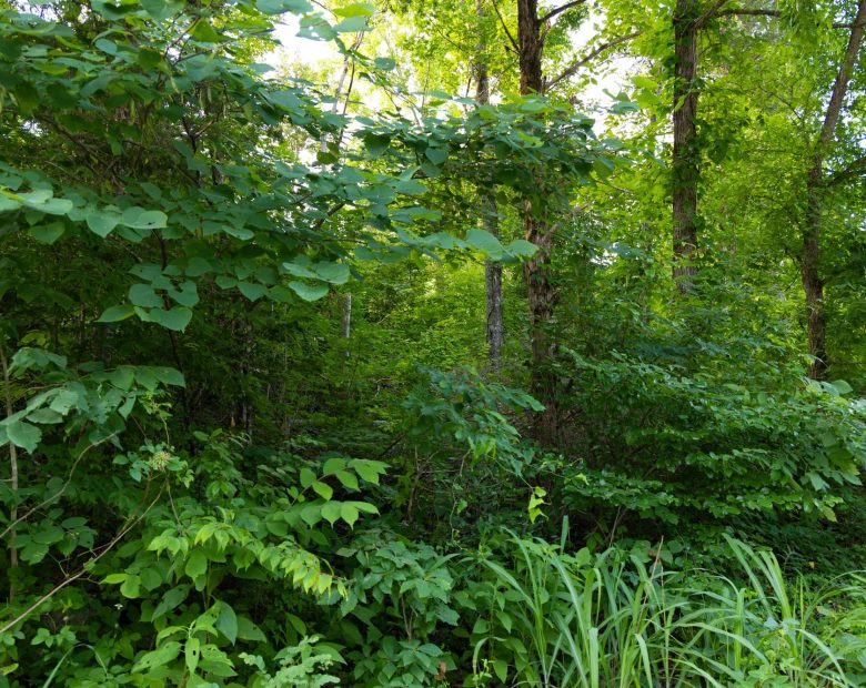 Poppy’s Point Tract 6 in Wayne County, KY