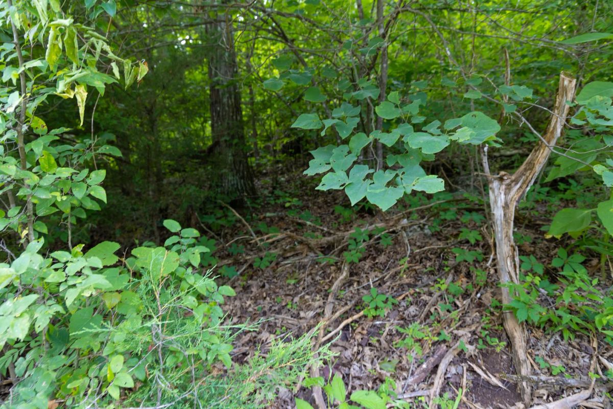 Poppy’s Point Tract 6 - Image 2