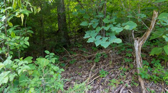 Poppy’s Point Tract 6 in Wayne County, KY