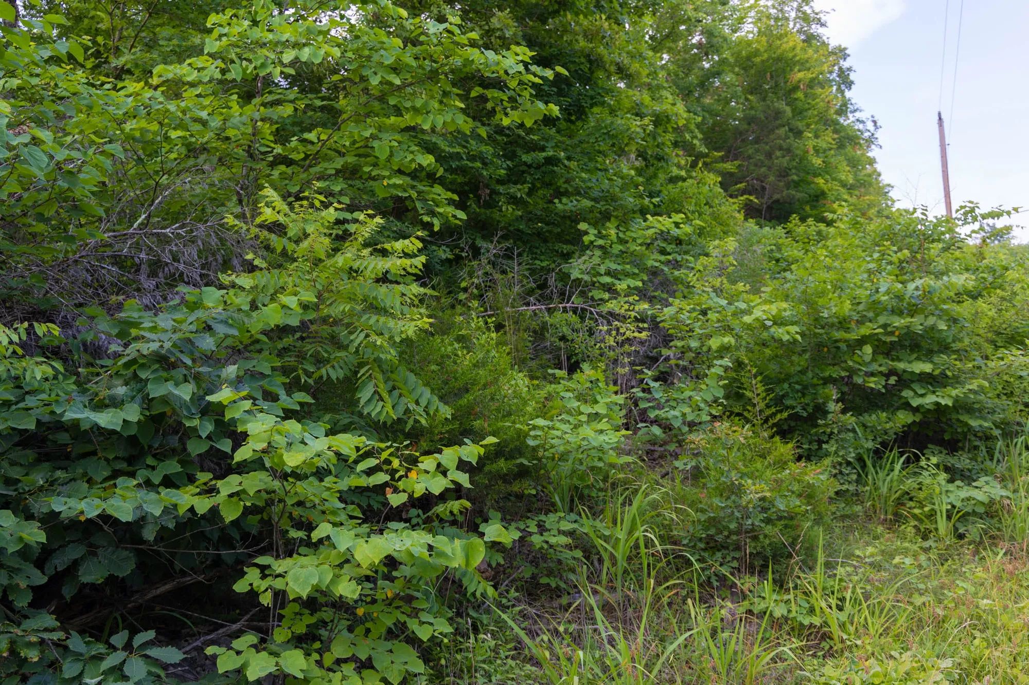 Poppy’s Point Tract 6 in Wayne County, KY