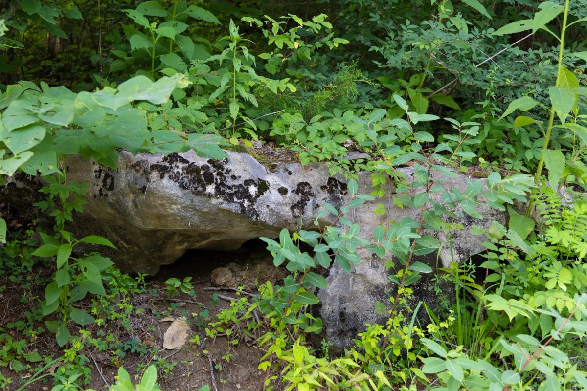Decorative background for Poppy’s Point Tract 6 image 6