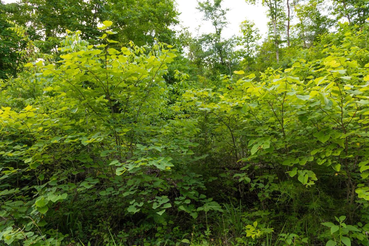 Decorative background for Poppy’s Point Tract 6 image 8