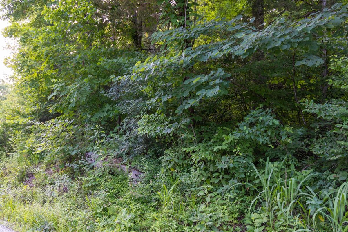 Decorative background for Poppy’s Point Tract 6 image 9