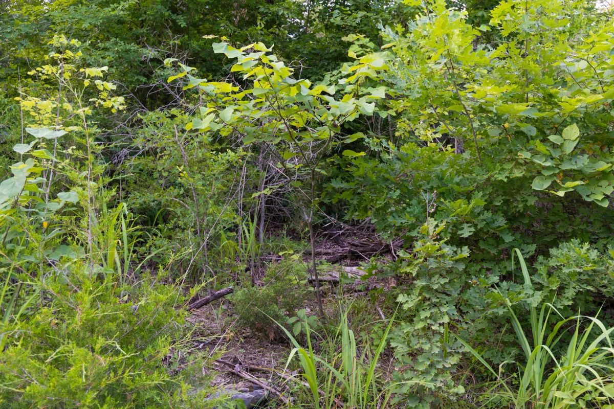 Decorative background for Poppy’s Point Tract 6 image 10