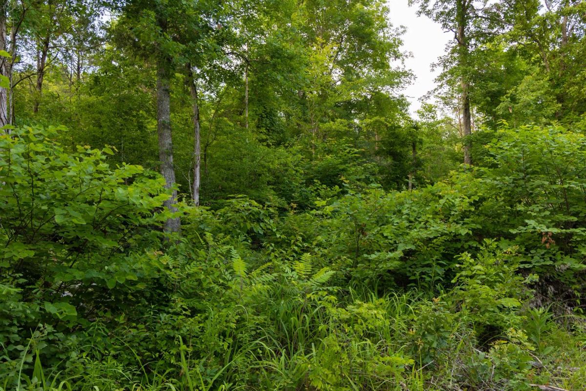 Decorative background for Poppy’s Point Tract 6 image 11