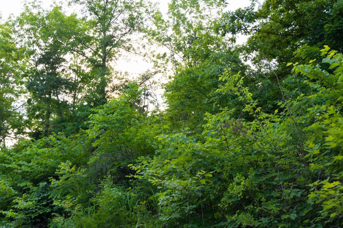 Decorative background for Poppy’s Point Tract 6 image 12