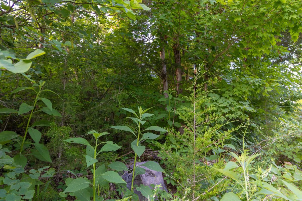 Decorative background for Poppy’s Point Tract 6 image 13