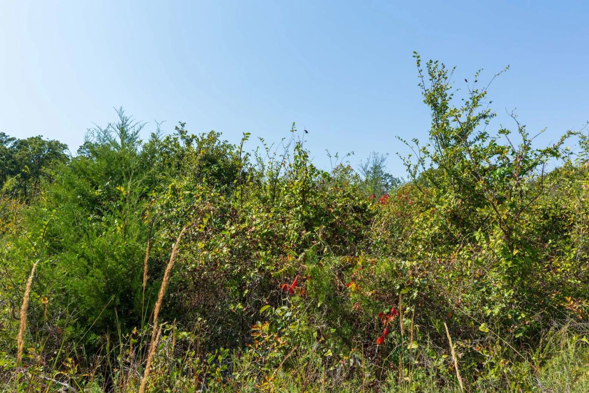 Canyon Creek Tract 17 - Image 2