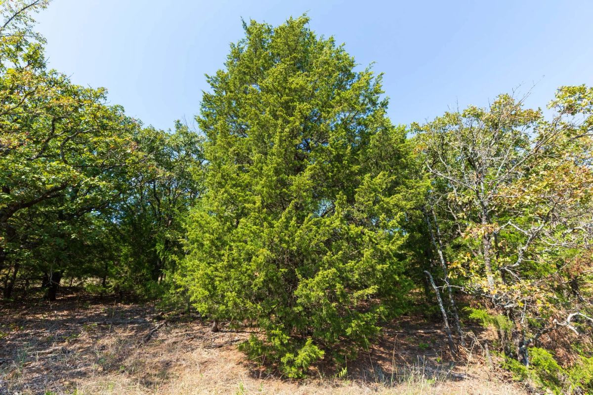 Canyon Creek Tract 17 - Image 3
