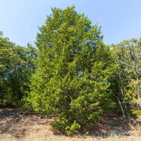 Canyon Creek Tract 17 in Lincoln County, OK
