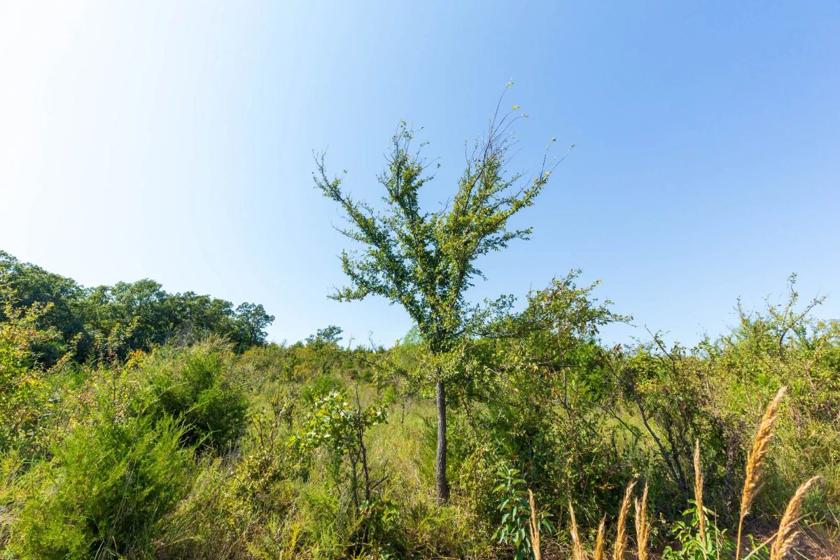 Decorative background for Canyon Creek Tract 17 image 10