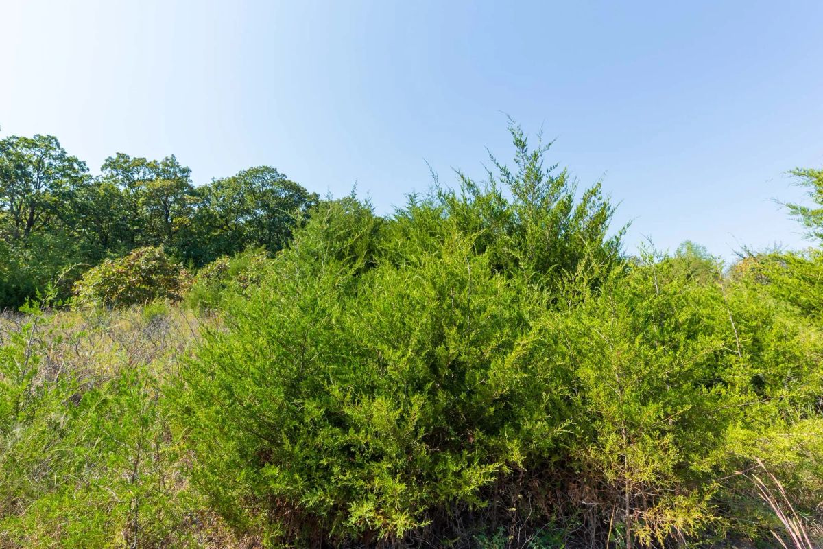 Decorative background for Canyon Creek Tract 17 image 12