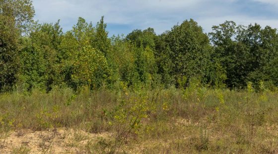 Big White Oak Tract 67 in Perry County, TN